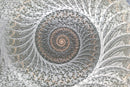Cartamundi Shell Sprial 1000 Piece Jigsaw Puzzle
