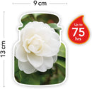 Yankee Candle Scented Camellia Blossom Medium Jar Candle Home Light Scents