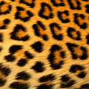 Tadge Goods Water Bottle, Insulated Stainless Steel, Endangered Species Edition